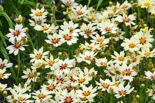 Coreopsis X Li L Bang Starstruck - View 10 from www redcrocus com