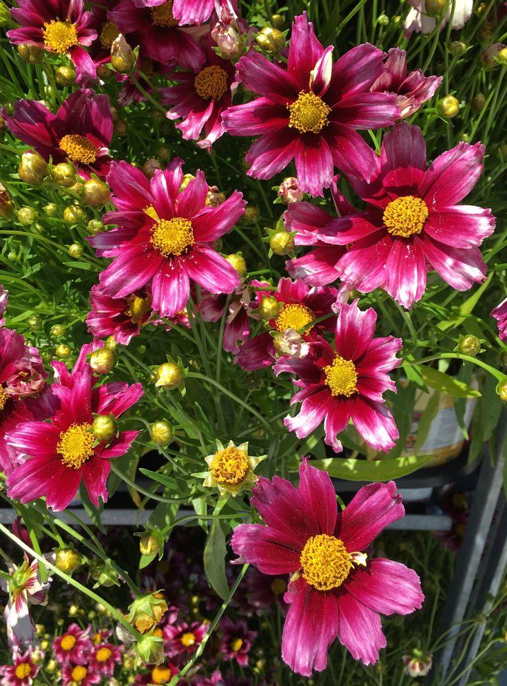 Coreopsis X Li L Bang Starstruck - View 11 from www redcrocus com
