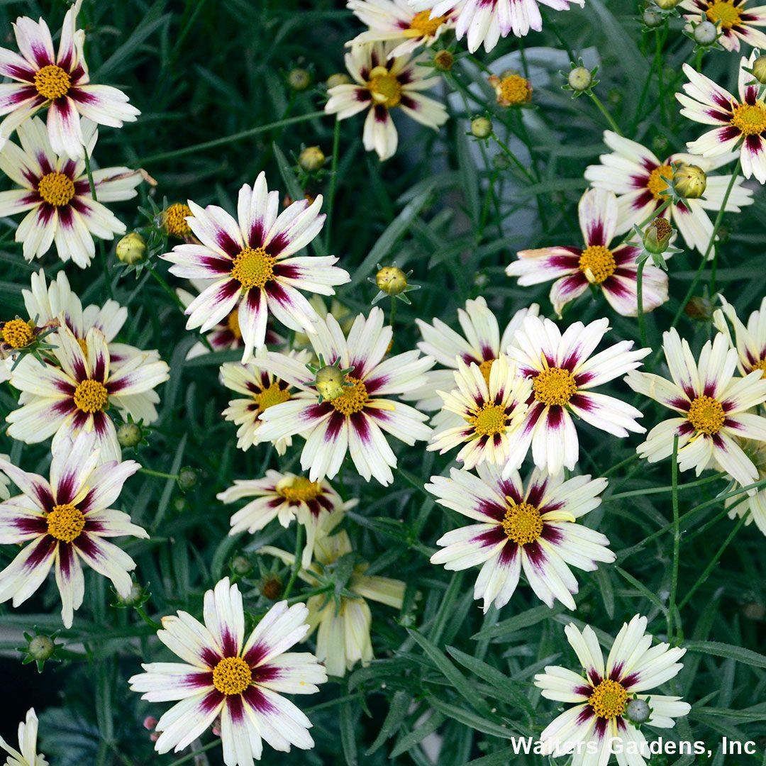 Coreopsis X Li L Bang Starstruck - View 14 from www redcrocus com
