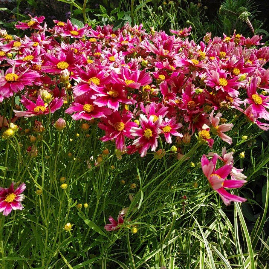 Coreopsis X Li L Bang Starstruck - View 15 from www redcrocus com