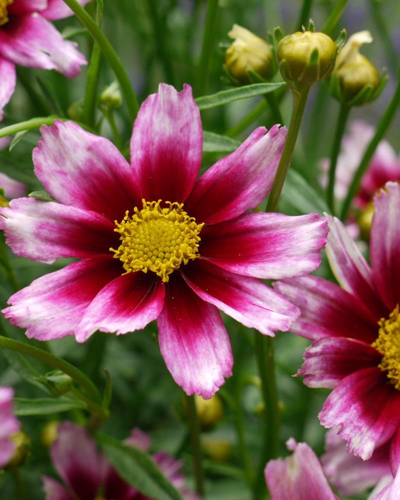 Coreopsis X Li L Bang Starstruck - View 17 from www redcrocus com