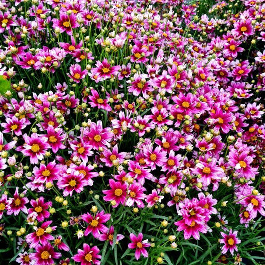 Coreopsis X Li L Bang Starstruck - View 1 from www redcrocus com