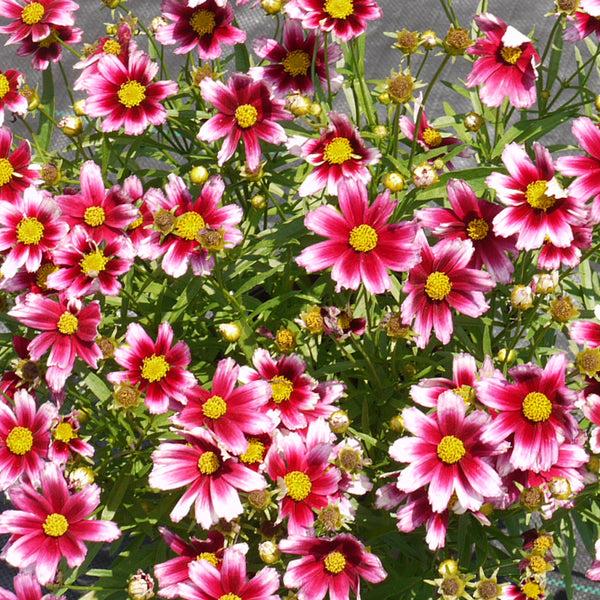 Coreopsis X Li L Bang Starstruck - View 5 from www redcrocus com