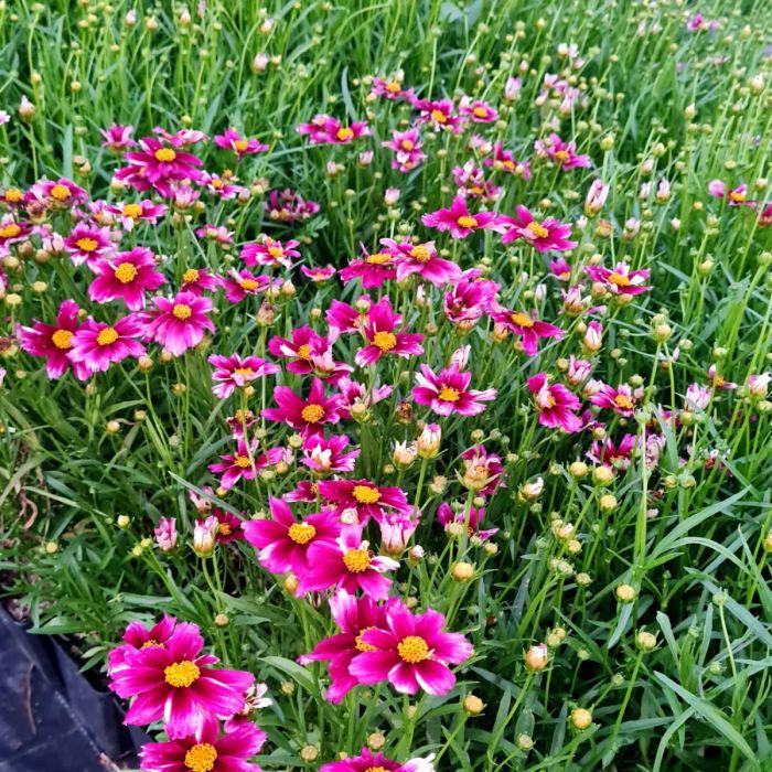 Coreopsis X Li L Bang Starstruck - View 6 from www redcrocus com