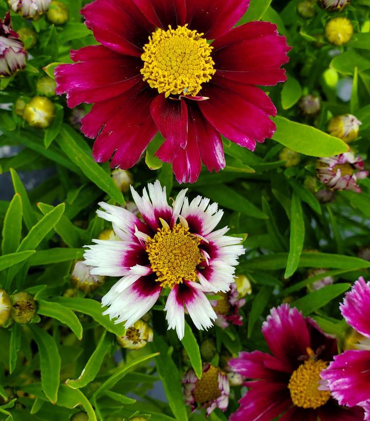 Coreopsis X Li L Bang Starstruck - View 7 from www redcrocus com