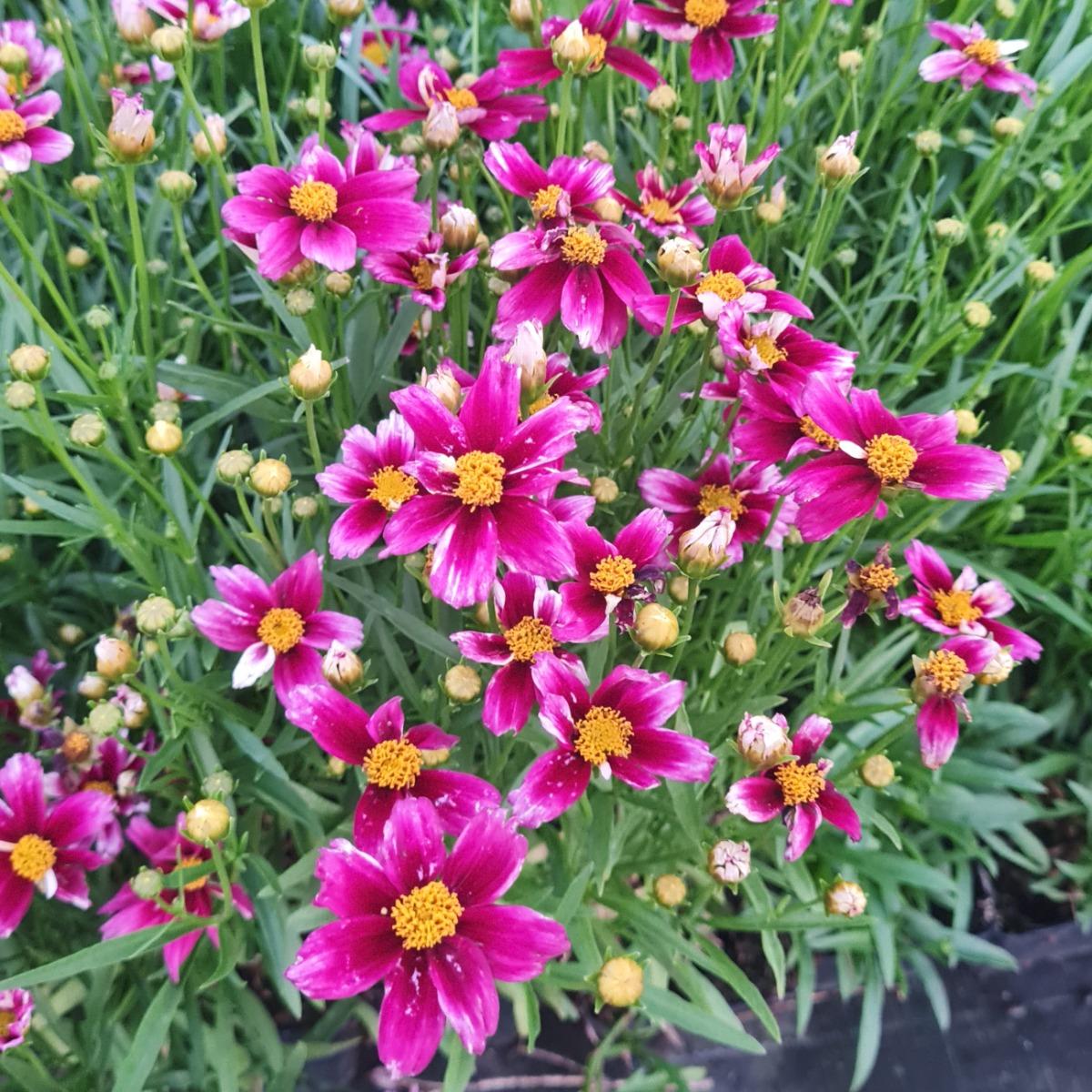 Coreopsis X Li L Bang Starstruck - View 8 from www redcrocus com