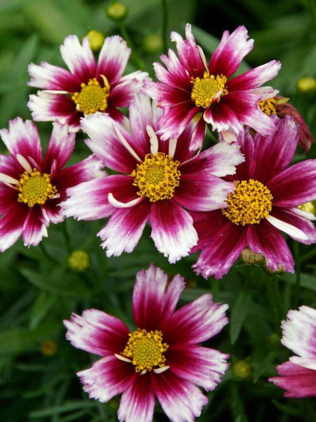 Coreopsis X Li L Bang Starstruck - View 9 from www redcrocus com