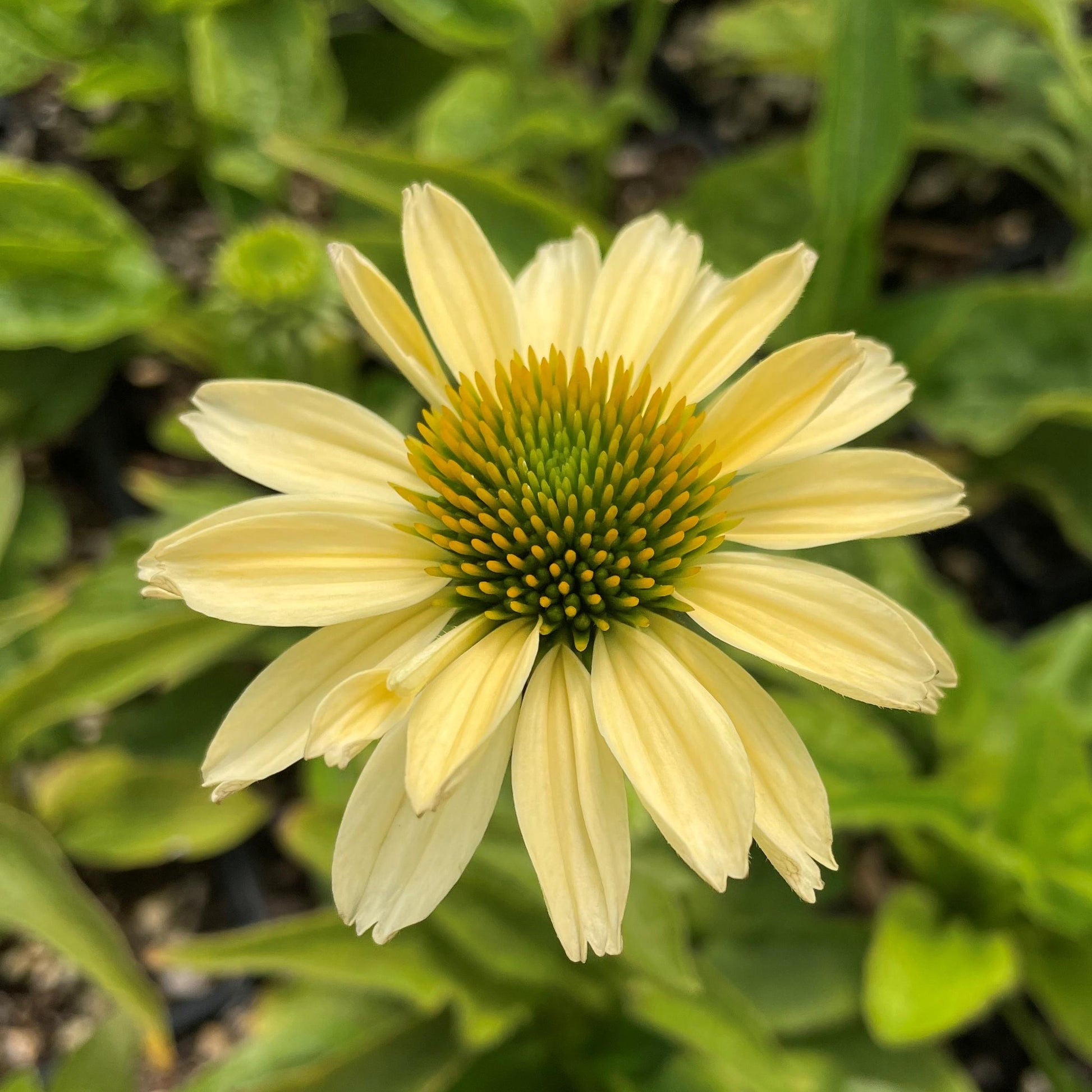Echinacea Purpurea Mellow Yellows - View 12 from www redcrocus com