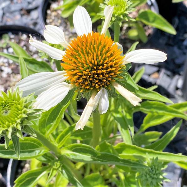 Echinacea Purpurea Mellow Yellows - View 13 from www redcrocus com