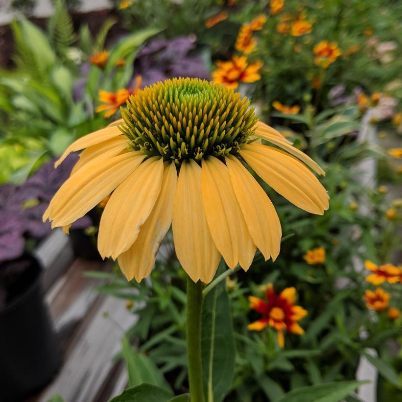 Echinacea Purpurea Mellow Yellows - View 14 from www redcrocus com