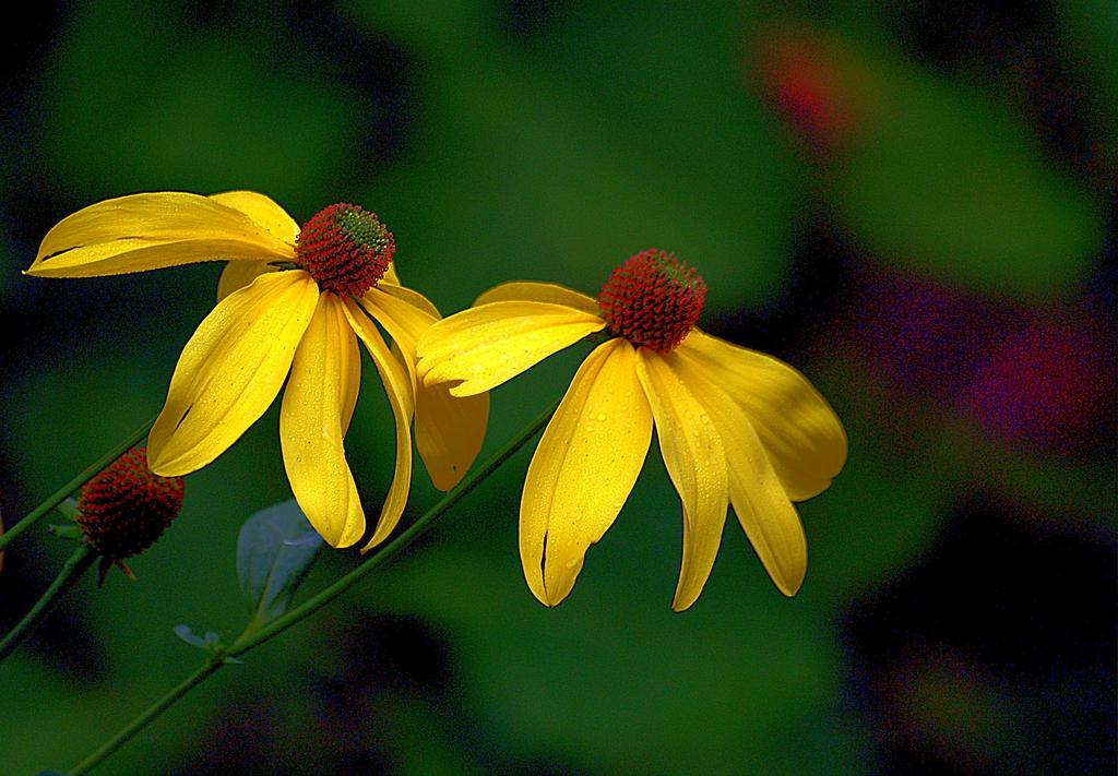 Echinacea Purpurea Mellow Yellows - View 18 from www redcrocus com