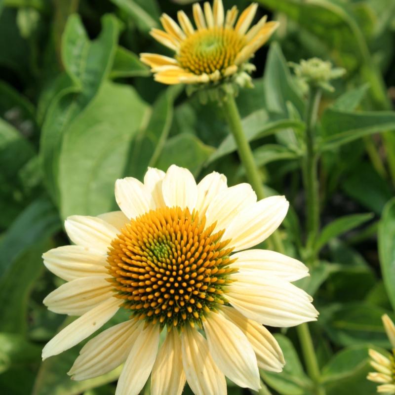 Echinacea Purpurea Mellow Yellows - View 19 from www redcrocus com