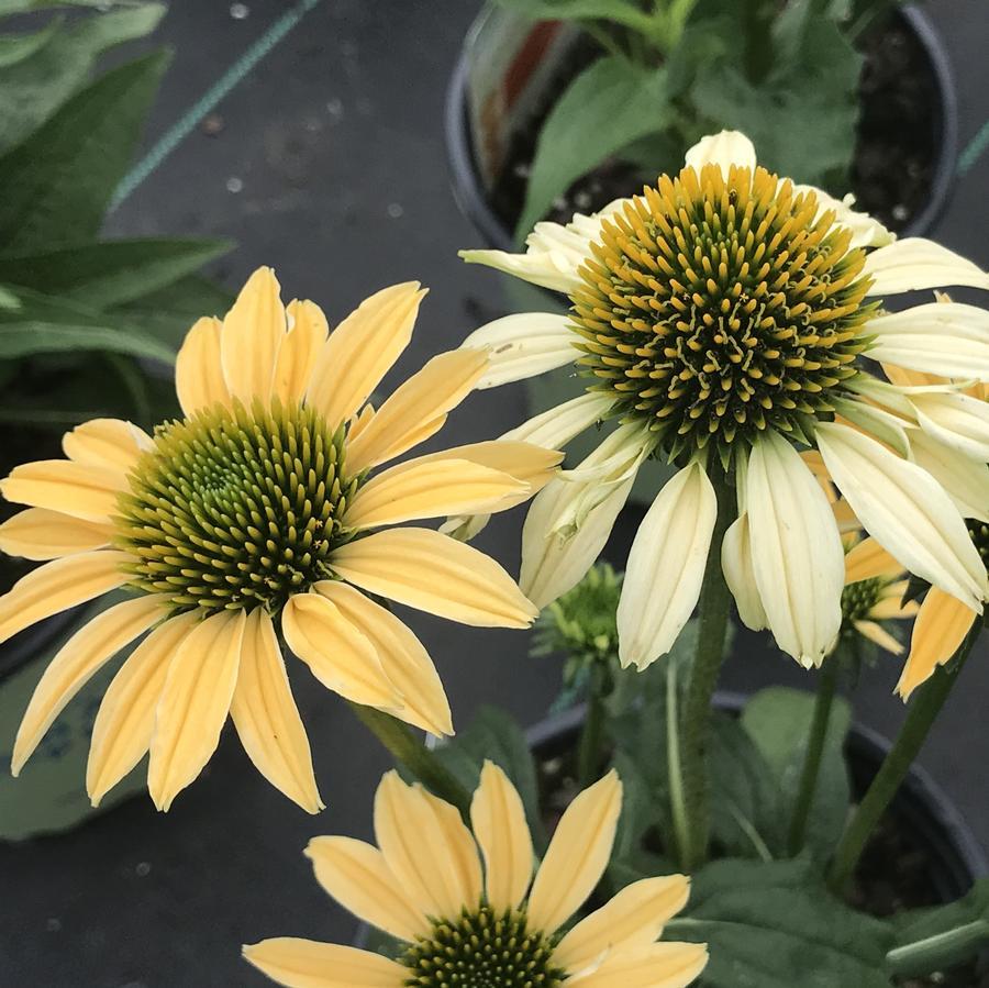 Echinacea Purpurea Mellow Yellows - View 2 from www redcrocus com