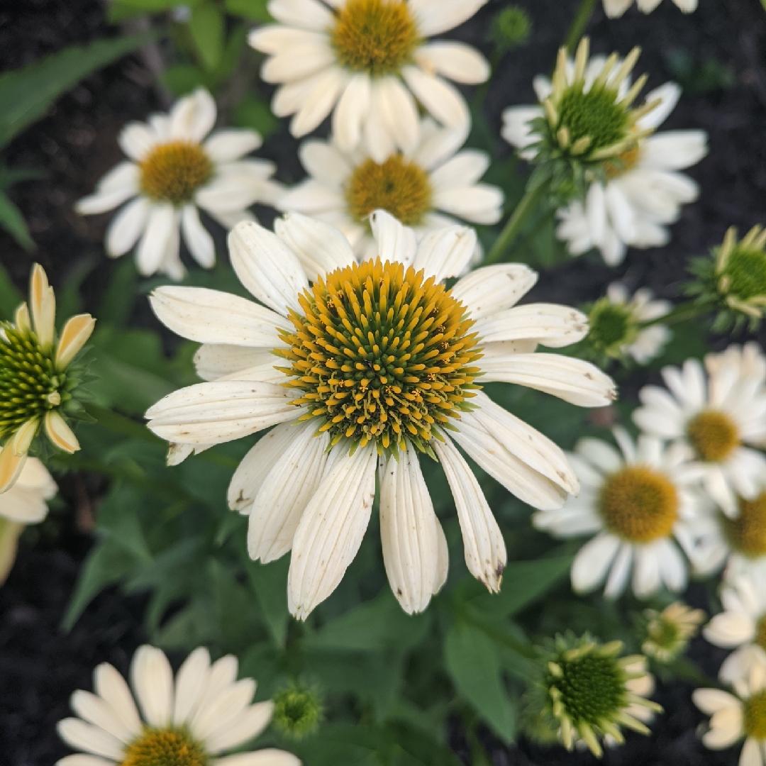 Echinacea Purpurea Mellow Yellows - View 4 from www redcrocus com