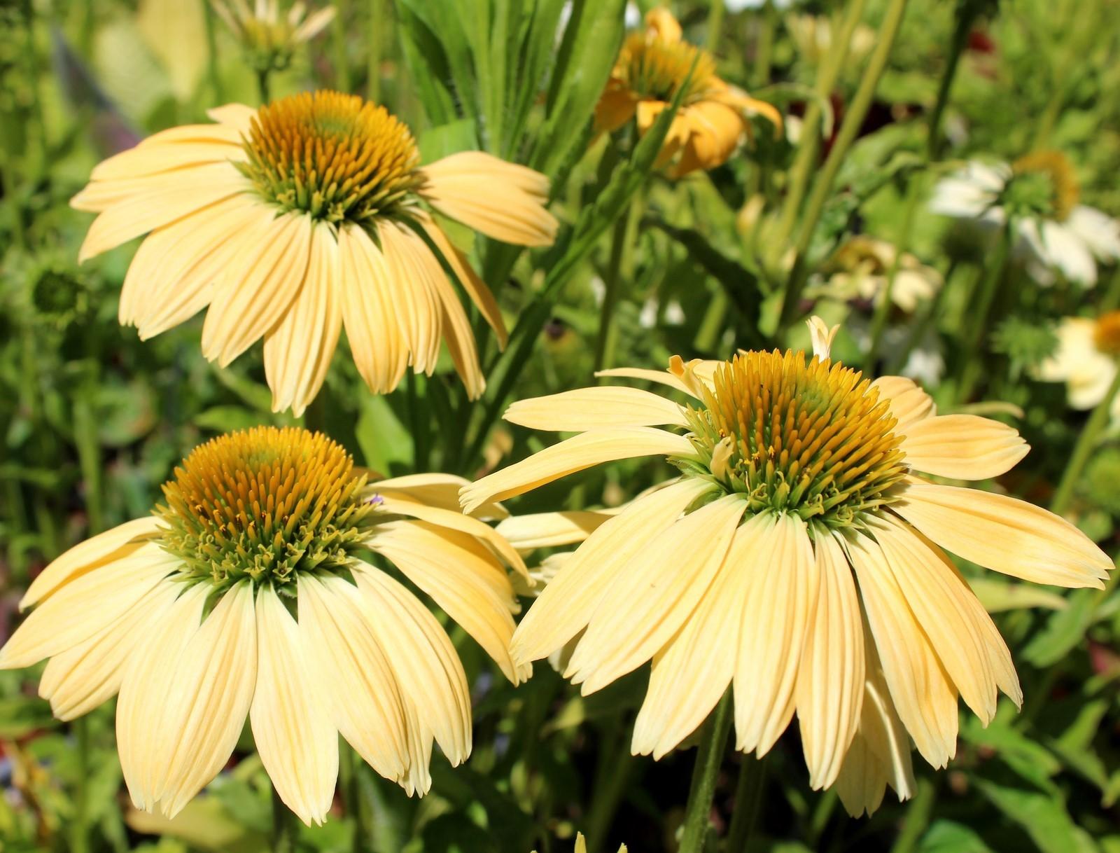 Echinacea Purpurea Mellow Yellows - View 6 from www redcrocus com