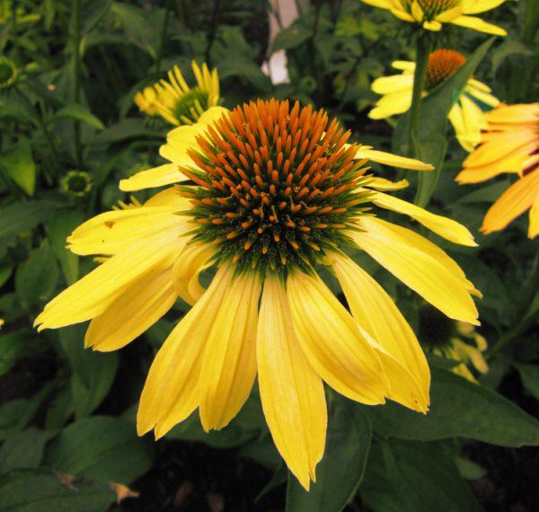 Echinacea Purpurea Mellow Yellows - View 7 from www redcrocus com