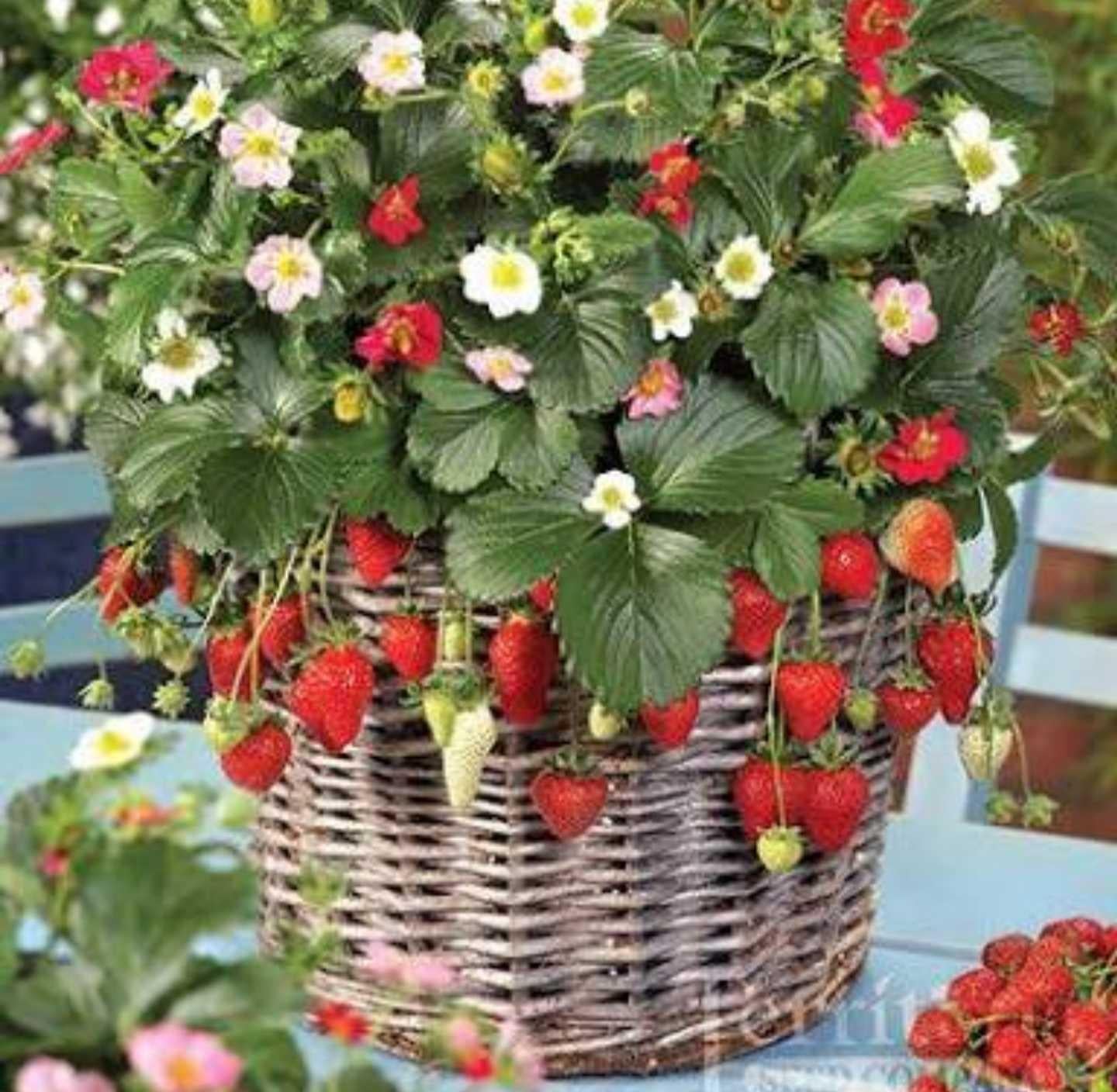 Fragaria X Ananassa Gasana - View 14 from www redcrocus com