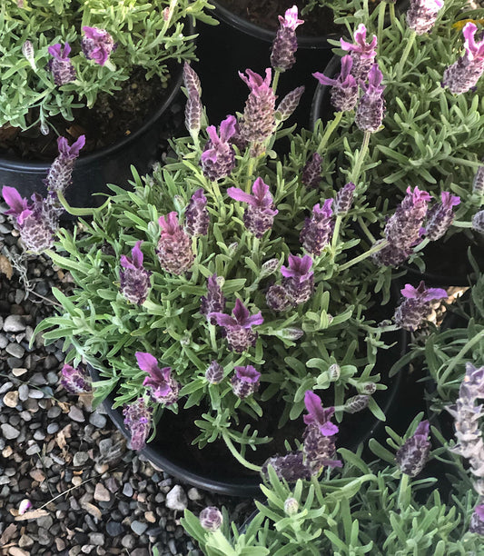 Lavandula Stoechas Anouk Deep Rose - View 1 from www redcrocus com