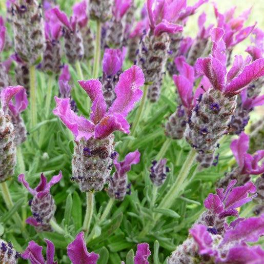 Lavandula Stoechas Anouk Deep Rose - View 2 from www redcrocus com