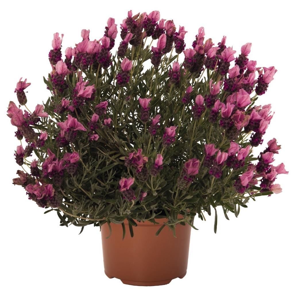 Lavandula Stoechas Anouk Deep Rose - View 3 from www redcrocus com