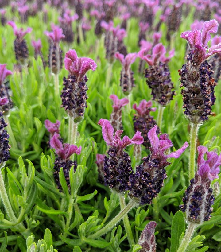 Lavandula Stoechas Anouk Deep Rose - View 8 from www redcrocus com