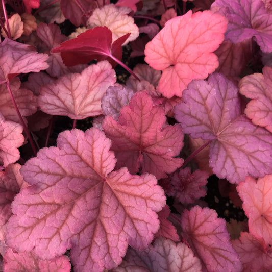 Heuchera X Georgia Peach - View 10 from www redcrocus com