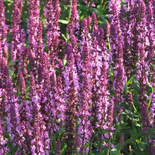 Salvia Nemorosa New Dimension Rose - View 10 from www redcrocus com