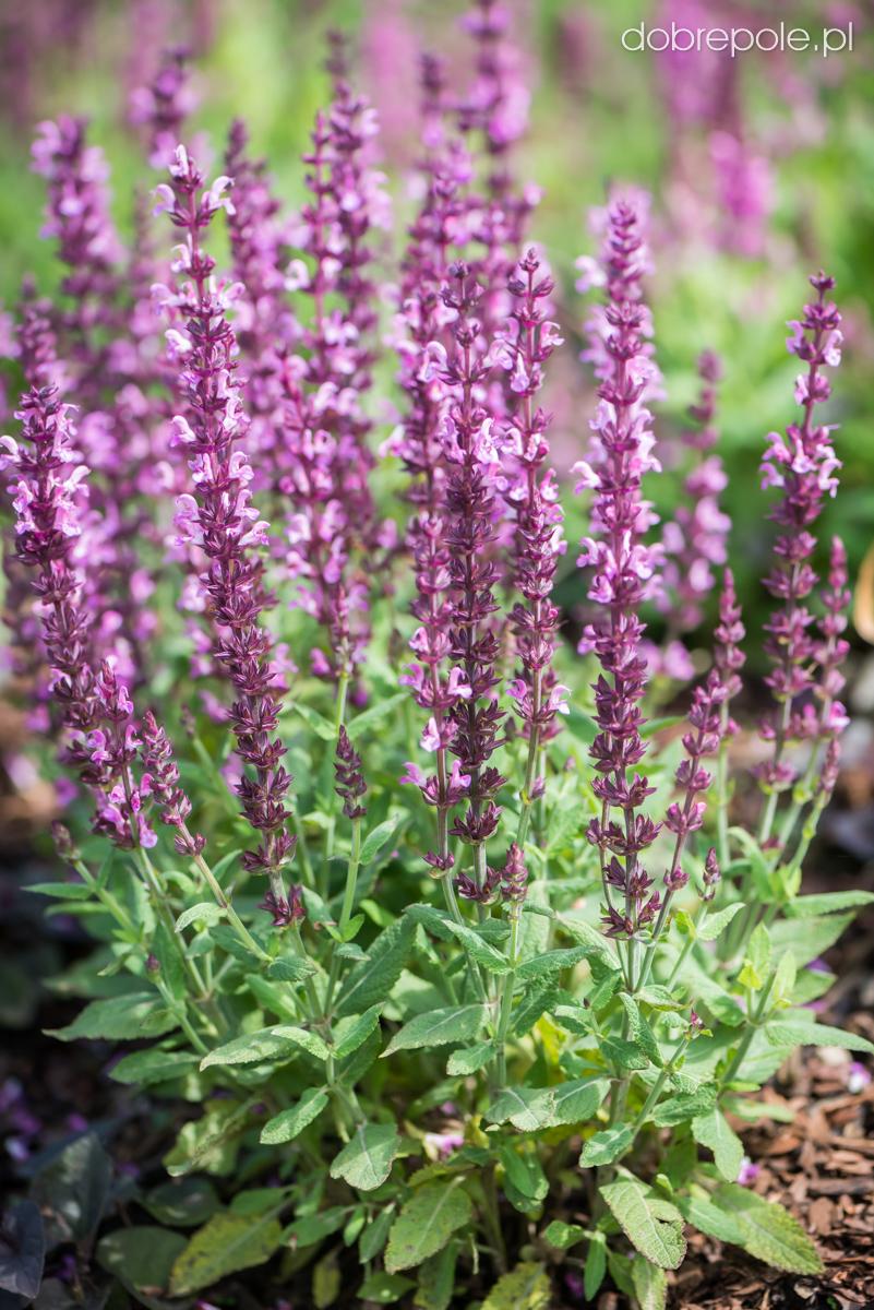 Salvia Nemorosa New Dimension Rose - View 15 from www redcrocus com