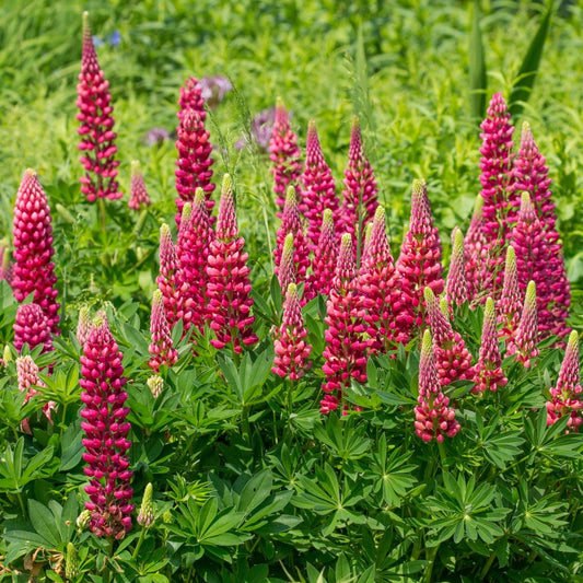 Lupinus Polyphyllus Mini Gallery Red - View 10 from www redcrocus com