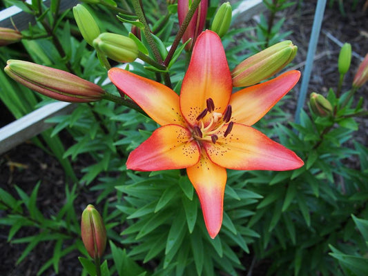 Lilium X Hybrida Asiaticum Longiflorum Summer Sky - View 10 from www redcrocus com
