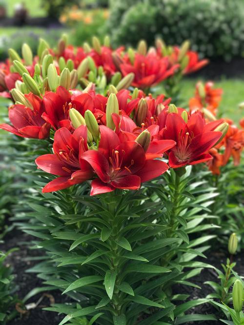 summer sky' la hybrid lily (lilium x hybrida asiaticum long