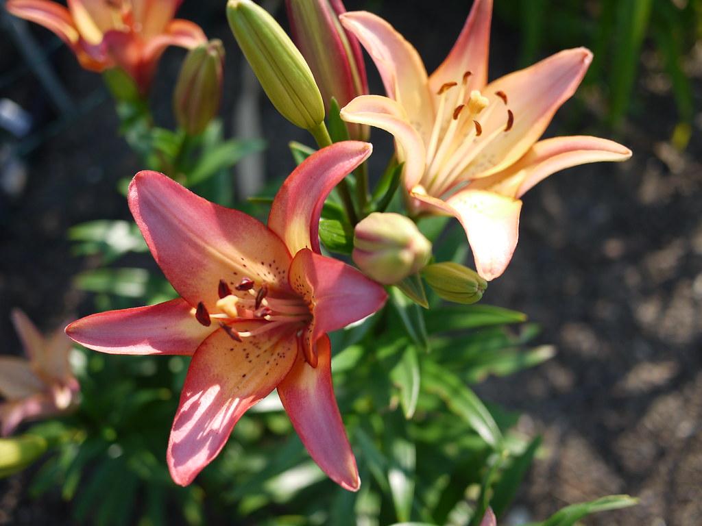 Lilium Montanum & Digitalis flower リトグラフ Lilium (Oriental Grp) double Roselily Samantha