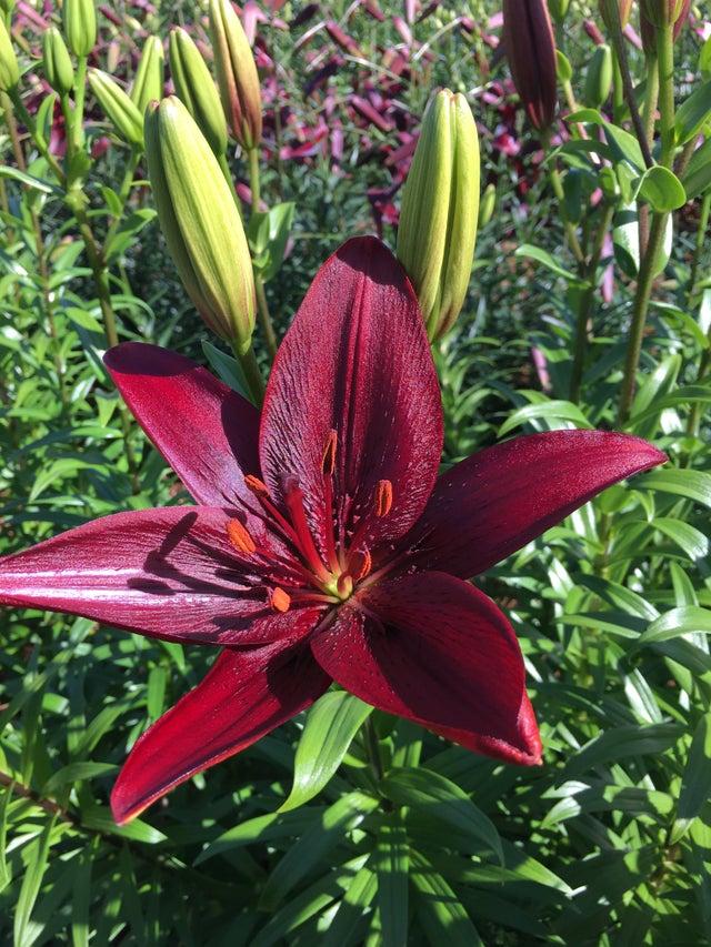 Lilium X Hybrida Asiaticum Longiflorum Summer Sky - View 15 from www redcrocus com