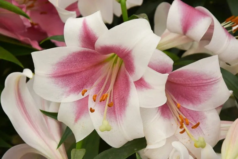 Lilium X Hybrida Asiaticum Longiflorum Summer Sky - View 15 from www redcrocus com