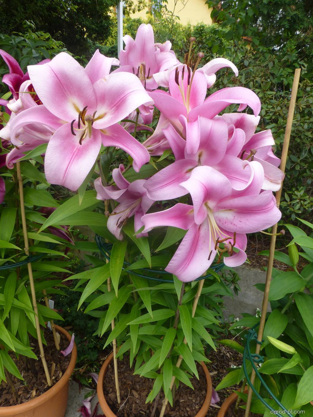 Lilium X Hybrida Asiaticum Longiflorum Summer Sky - View 17 from www redcrocus com