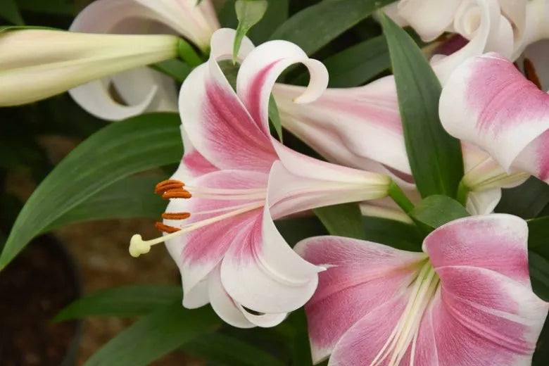 Lilium X Hybrida Asiaticum Longiflorum Summer Sky - View 18 from www redcrocus com