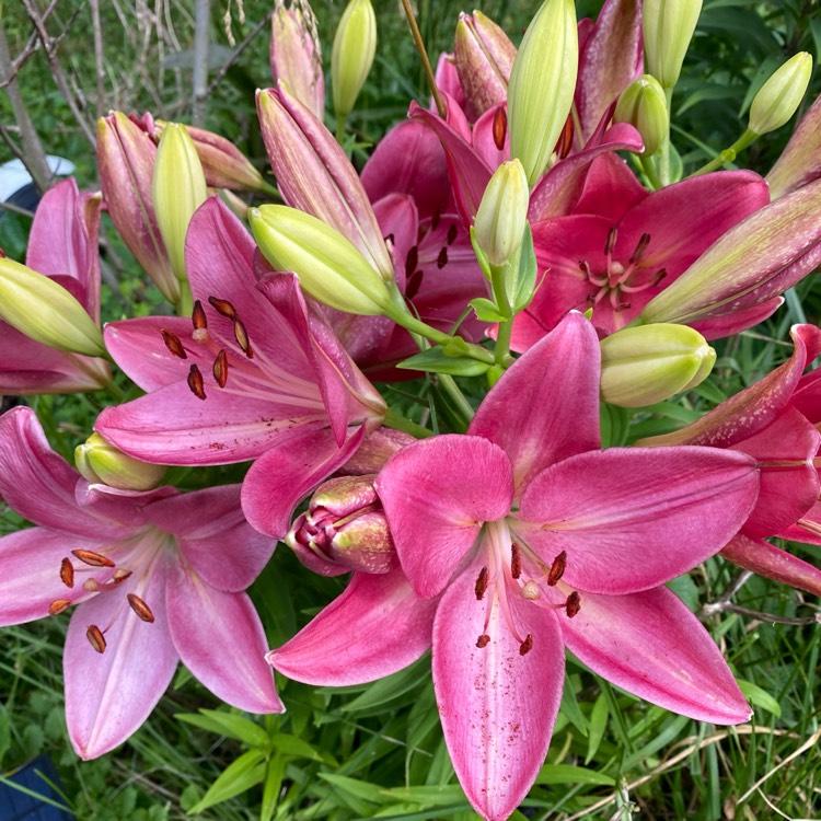Lilium X Hybrida Asiaticum Longiflorum Summer Sky - View 2 from www redcrocus com