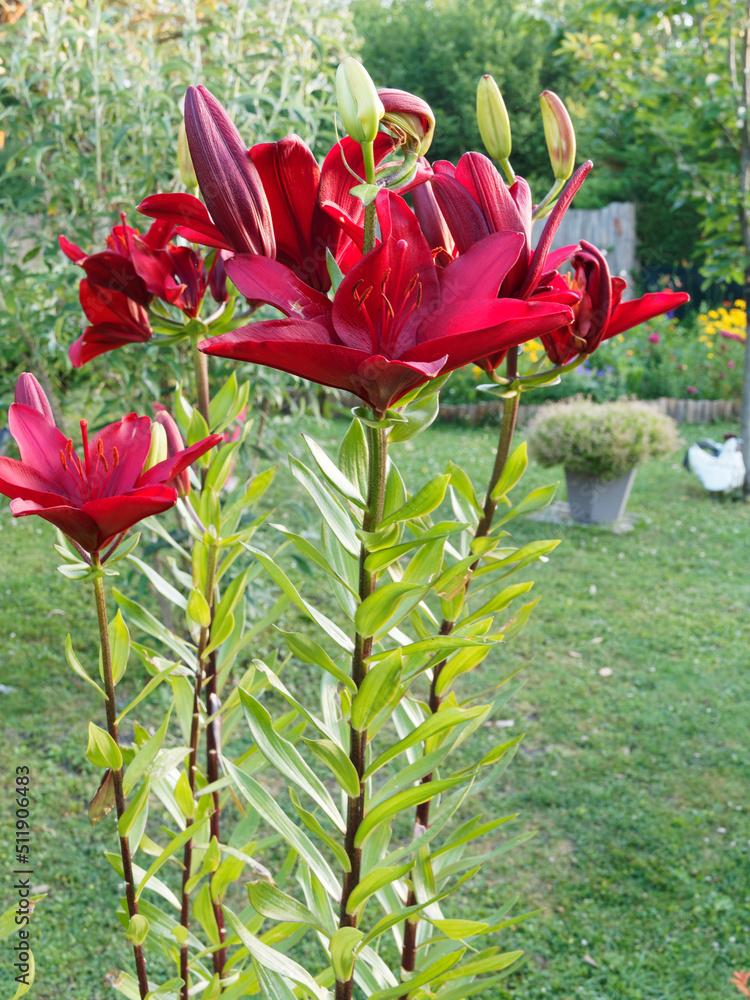 Lilium X Hybrida Asiaticum Longiflorum Summer Sky - View 9 from www redcrocus com