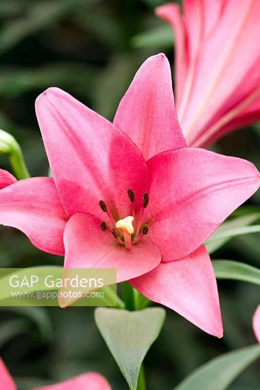 Lilium X Hybrida Asiaticum Longiflorum - View 10 from www redcrocus com