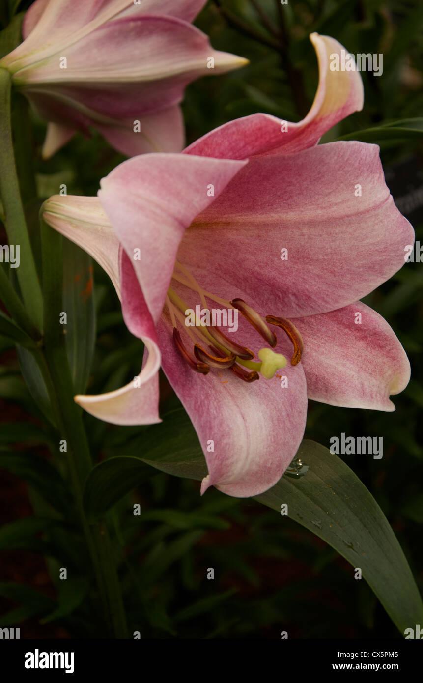 Lilium X Hybrida Asiaticum Longiflorum - View 11 from www redcrocus com
