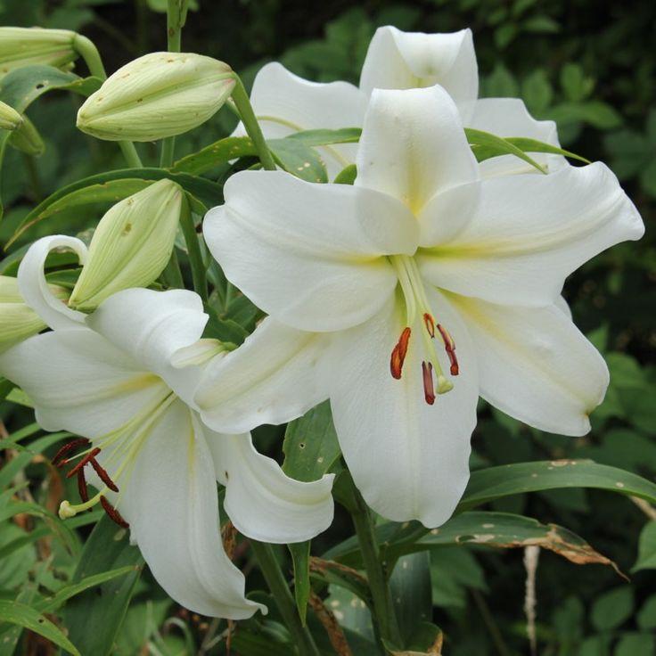 Lilium X Hybrida Asiaticum Longiflorum - View 15 from www redcrocus com