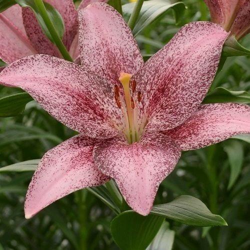 Lilium X Hybrida Asiaticum Longiflorum - View 16 from www redcrocus com