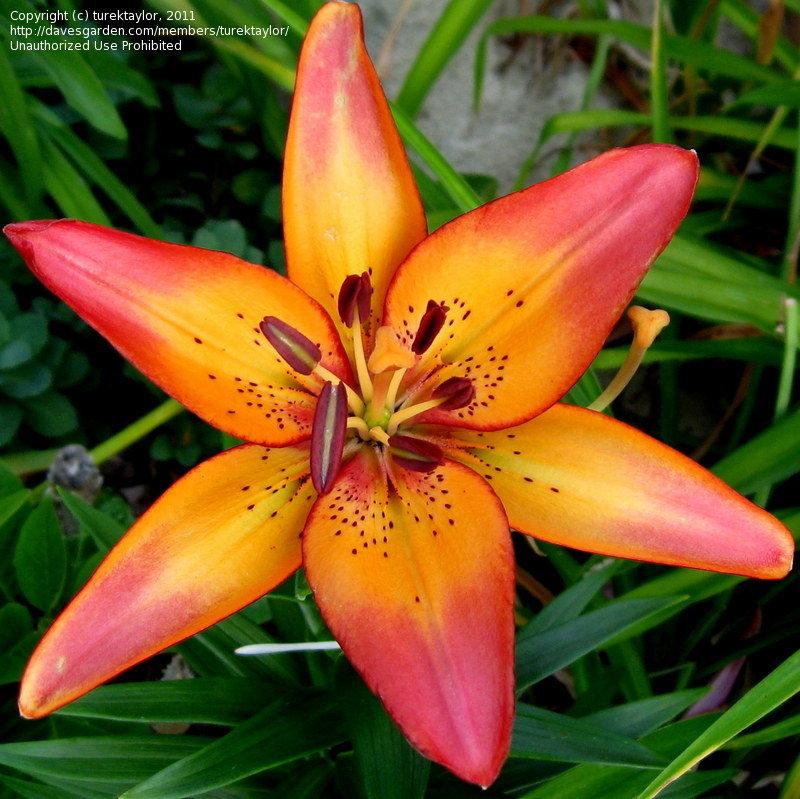 Lilium X Hybrida Asiaticum Longiflorum - View 17 from www redcrocus com