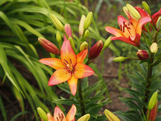 Lilium X Hybrida Asiaticum Longiflorum - View 1 from www redcrocus com