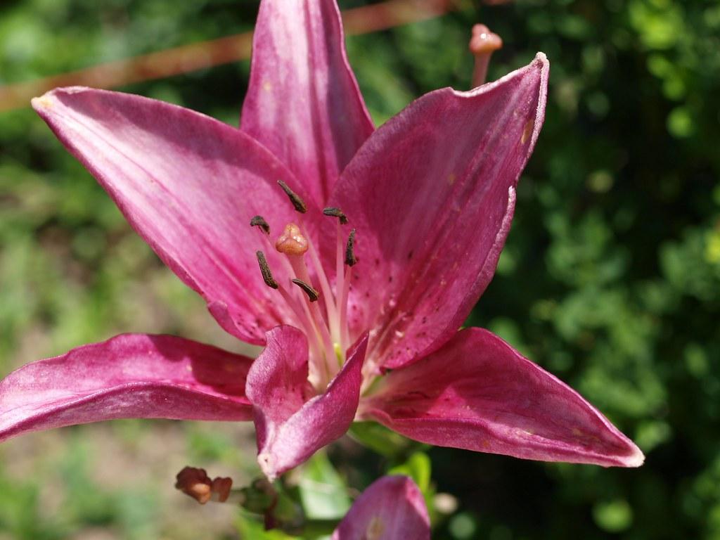 Lilium X Hybrida Asiaticum Longiflorum - View 20 from www redcrocus com