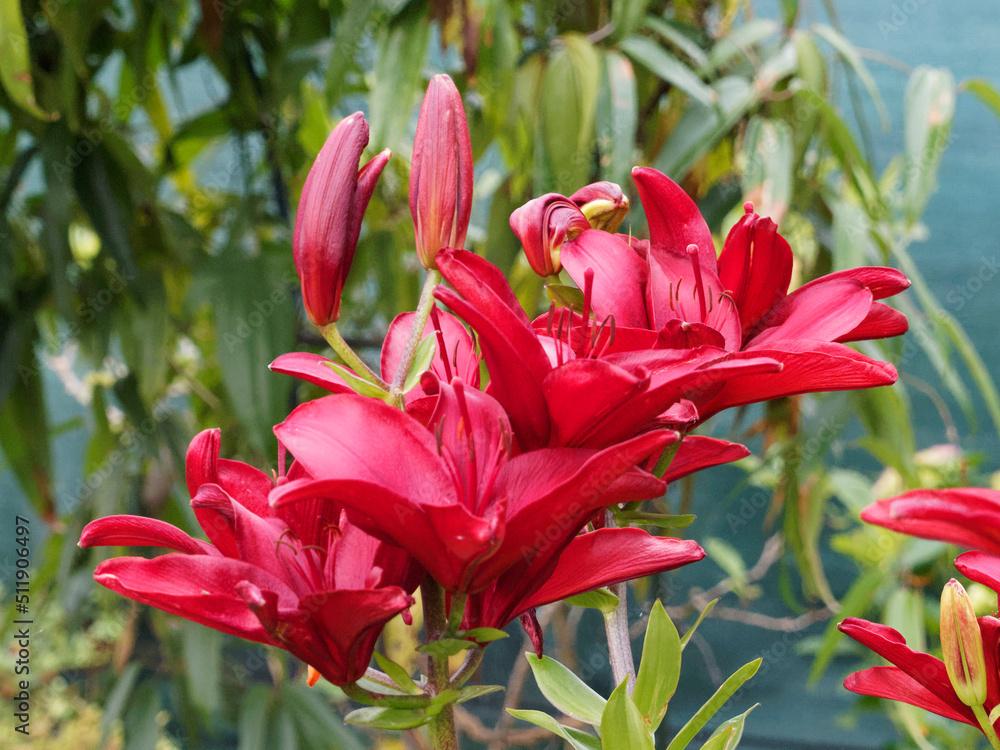 Lilium X Hybrida Asiaticum Longiflorum - View 4 from www redcrocus com