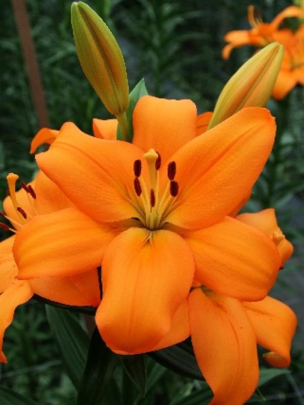 Lilium X Hybrida Asiaticum Longiflorum - View 9 from www redcrocus com