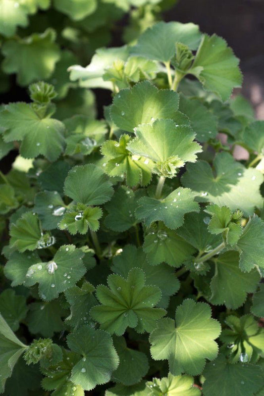 Alchemilla Mollis Thriller - View 10 from www redcrocus com