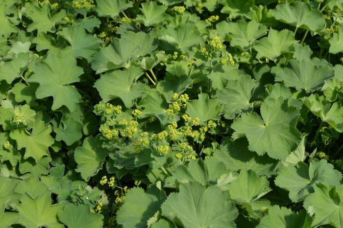 Alchemilla Mollis Thriller - View 13 from www redcrocus com