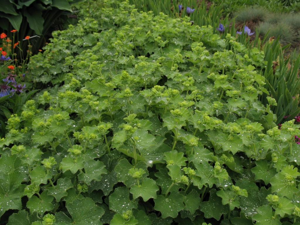 Alchemilla Mollis Thriller - View 14 from www redcrocus com